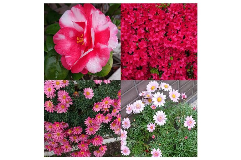 春の花々